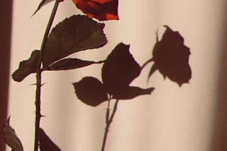 Rose — yeonbin