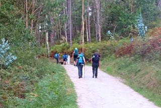 People wearing backpacks and using hiking poles, walking along a wide path, surrounded by grass and trees on the sides and a forest ahead.
