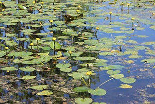 From Water Lillies and Wings to Wreckage and Windmills