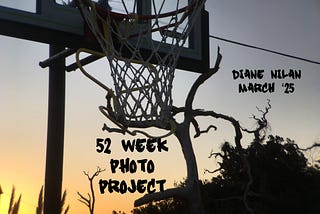 A stark, bare branch behind the silhouette of the basketball net