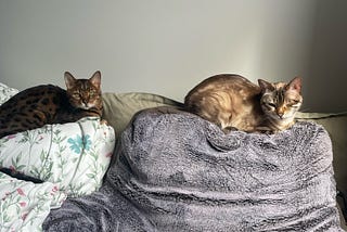 Dear Bella — An Essay on Pet Love and Pet Loss