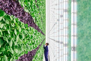 Will Agriculture move to Urban Centers?