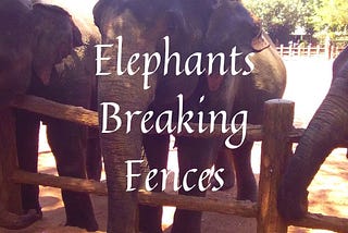 Elephants Breaking Fences.