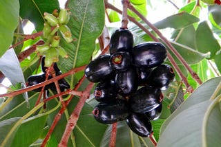 Jamun Tree: Exploring Nature’s Sweet Blessing & Its Remarkable Health Benefits.