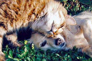 Orange tabby cat nuzzling a small white dog on a bed of green plants