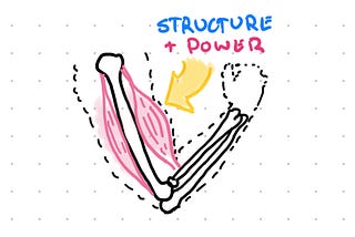 Hand drawn illustration showing arm bones and muscle creating power.