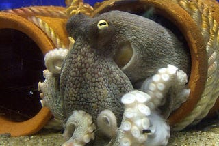 Know Thyself: The Octopus and Me