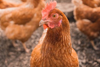 Chicken stares at the camera while other chickens are blurry in the background.