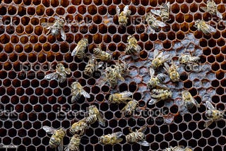 Island beekeepers still losing stock; Crop pollinators are struggling to survive mites