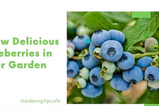 Grow Delicious Blueberries in Your Garden — Gardening Tips