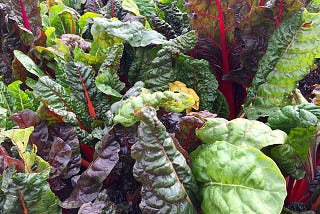 Rainbow chard plant up productive pots