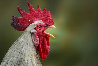 Cockerel with impressive Cockscomb, beak open, crowing