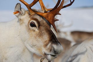 10 things you never knew about reindeer