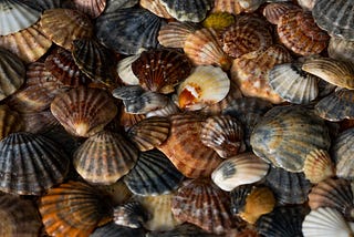 How scallop restoration can help Long Island communities