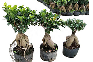 The Art and Business of Bonsai: Exploring the World of Bonsai Plants Wholesale