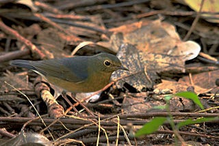 Is Reverse Migration of Birds in Kolkata, a Matter of Concern to the
Environmentalists?