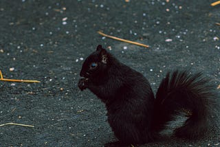 black squirrel, nuts, nature