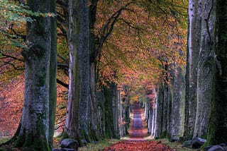 Photo of a path lined with fall beautiful bright colored leaves, cutting through a wooded area.