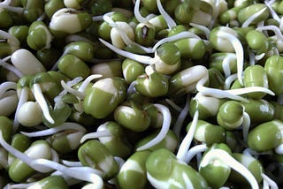 Beans show their first signs of sprouts.