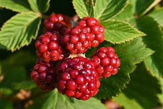 Our Avalanche of Berries is On Its Way