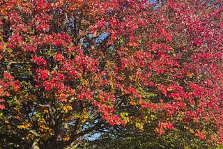 A tree with red leaves over a sign for Ilkley Park.