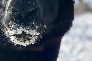 One cold black alpaca with a snowy moustache and beard