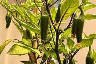 Blood and Bone + Chillies under LEDs.