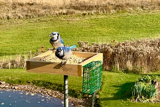 Fall Birdwatching is Here! Give Project FeederWatch a Try