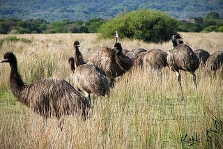 The great Australian Emu war.