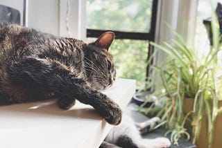 My Cat Died and I Felt Profound, Ugly Grief