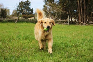TOP 5 MOST PLAYFUL DOG BREEDS!