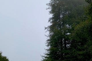 Watching Fog