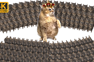 1 big big cat fight vs 10,000,000 oiiaoiia cat 4k