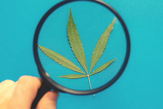 A hand holds a magnifying glass inspecting a hemp lead.