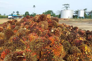 Setting up a 21st-century palm oil plantation in Ghana