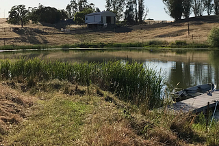 A serene view of a placid pond with a woman sitting on the end of a wooden dock, gazing at the waterbirds swimming.