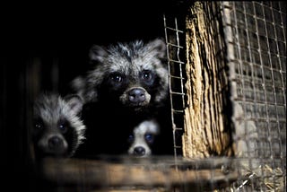 Fashion-Forward: Ending the Use of Fur in NYC