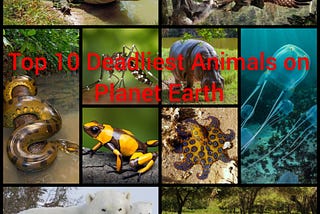 Top 10 Deadliest Animals on Planet Earth With Fun Facts