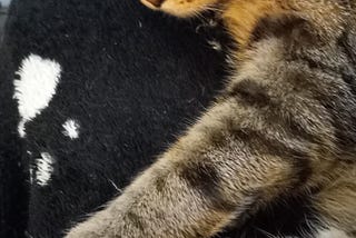 A Blind Cat’s Guide To Snuggles