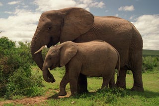 China Has Banned The Sale Of Ivory: Why This Is So Important.