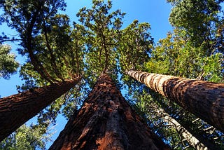 Giant Sequoia Groves