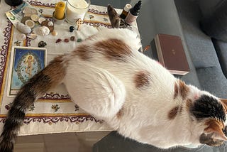 A sacred altar with crystals, candles, currency, seashells and tarot cards, with a cat lying across it. She is mostly white with some calico and she’s darling.