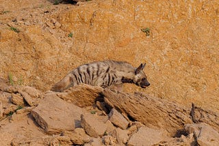 A photo of a striped hyena blending into its surroundings in India