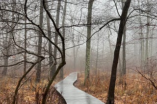 Walkway in the woods — A photo by Jonathan VanAntwerpen