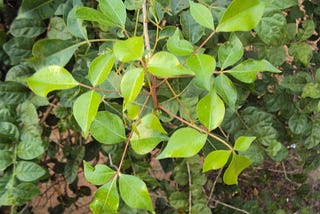Extinct Biblical Tree Resurrected From Ancient Seed Found In Cave