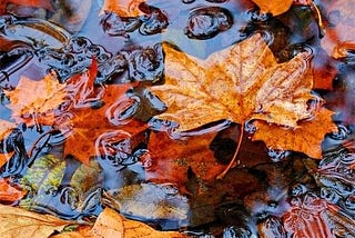 Orange leaves in water