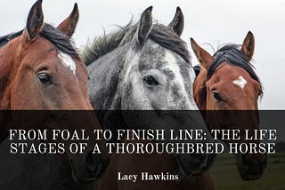 From Foal to Finish Line: The Life Stages of a Thoroughbred Horse