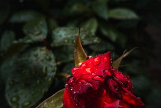 A rose soaked with rain