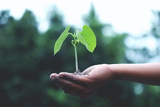 A hand holding a baby green plant.