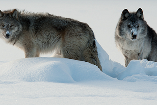 The Two Wolves Within: Choosing Which One to Feed [& The Power of Conscious Choice]